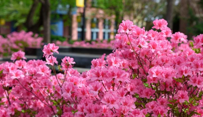 Closeup of pink flowering shrug with campus building in the background