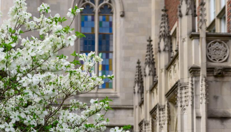 White flowering by campus building