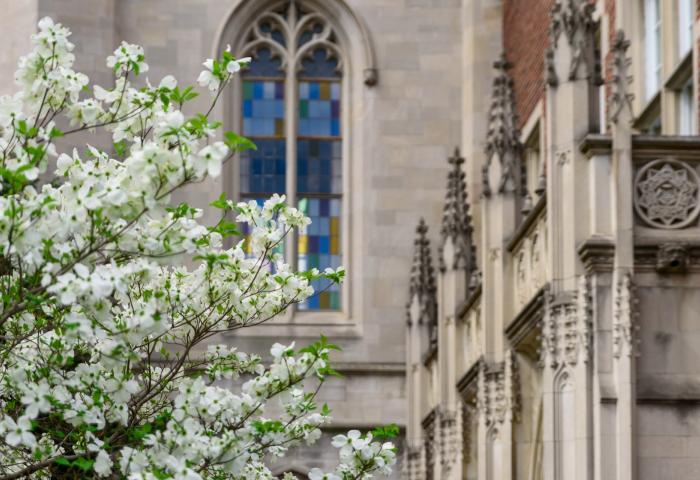 White flowering by campus building