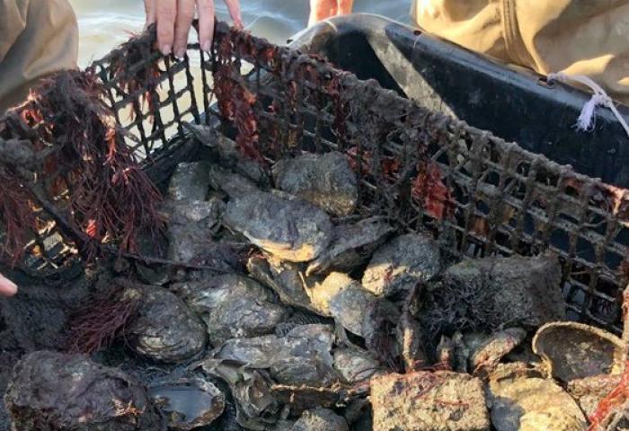 Oyster Research