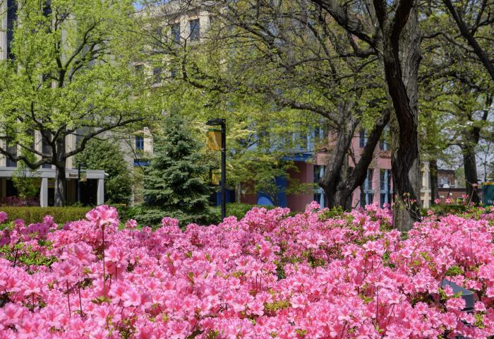 NJCU Campus in the Spring