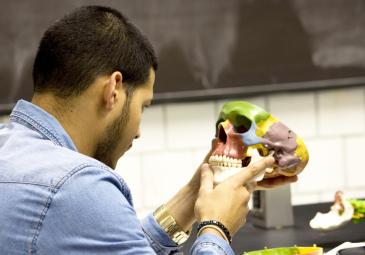 male student examining skull anatomy class science biology
