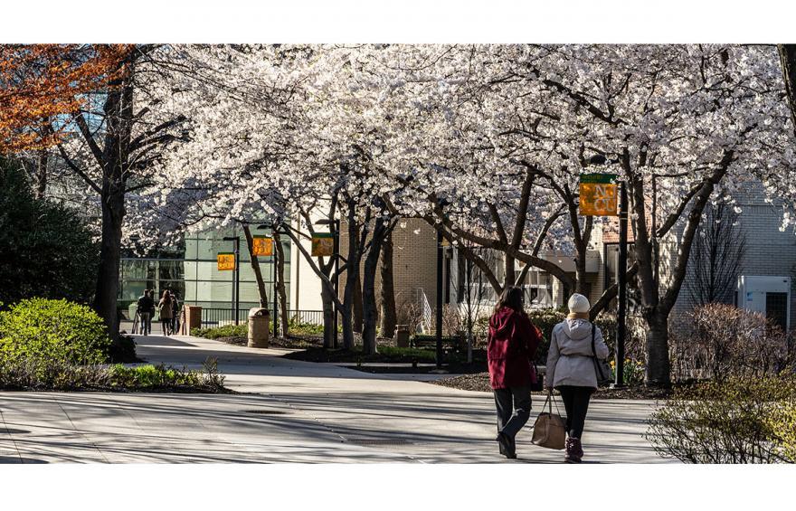 students walking on campus flowering trees
