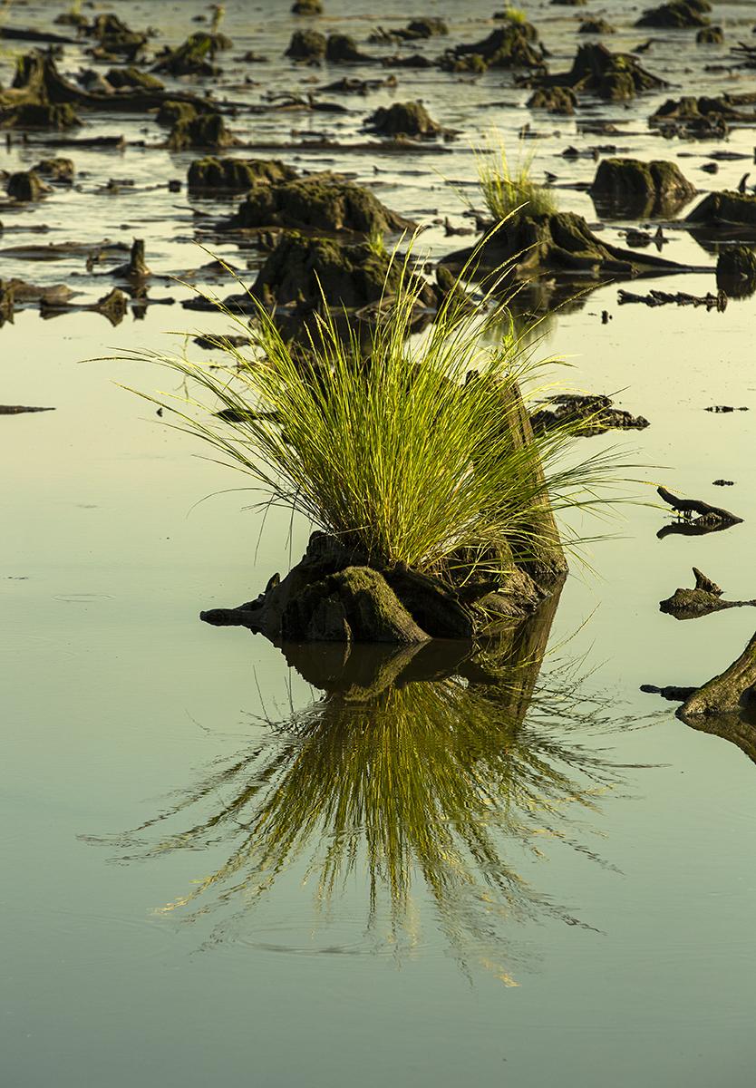 Life After Death, (Mill Creek Marsh) cordgrass grows from a dead stump, a remnant of an old cedar forest intentionally destroyed for early industrialization.
