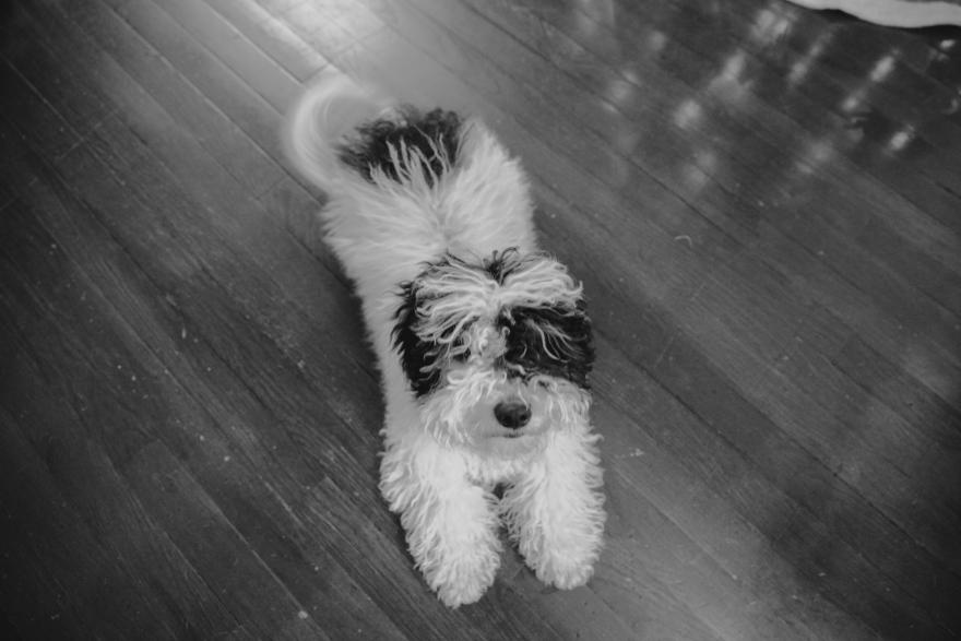 White fluffy dog lying on the floor