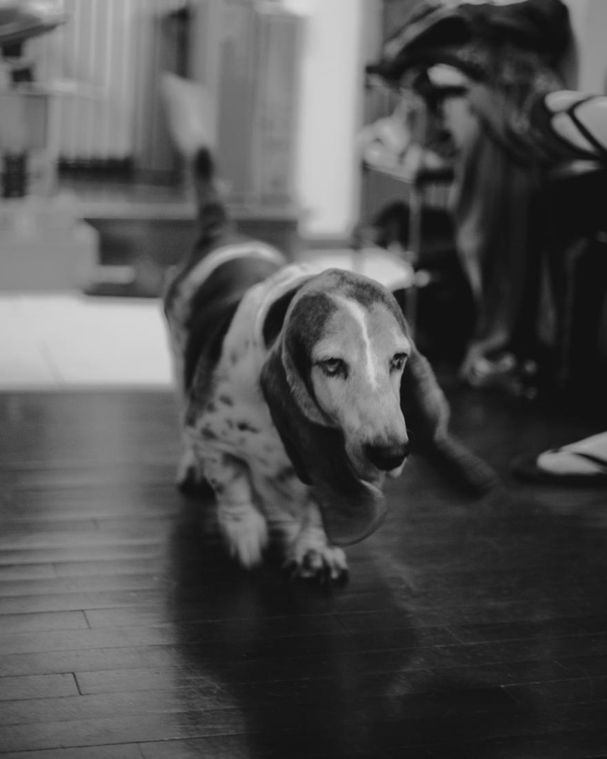 Dig walking along the floor