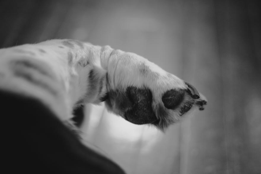 Photo of a paw