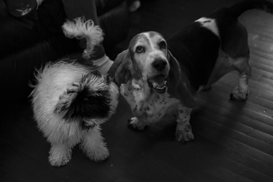 Photo of two dogs