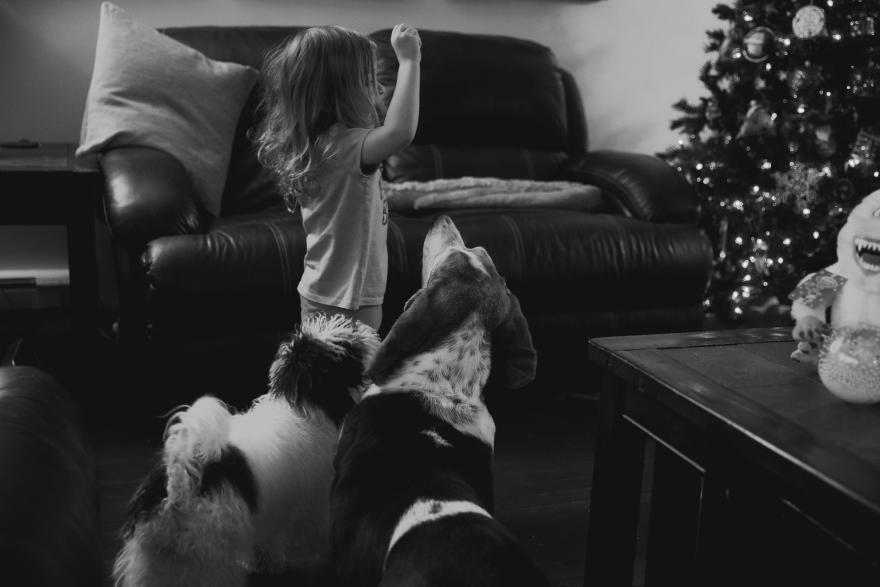 Dogs chasing a child