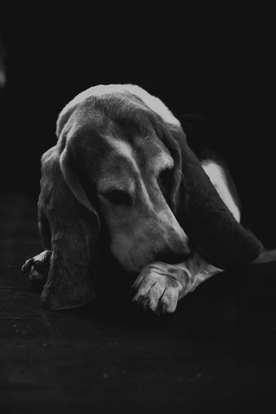 Dog with long ears laying on the floor