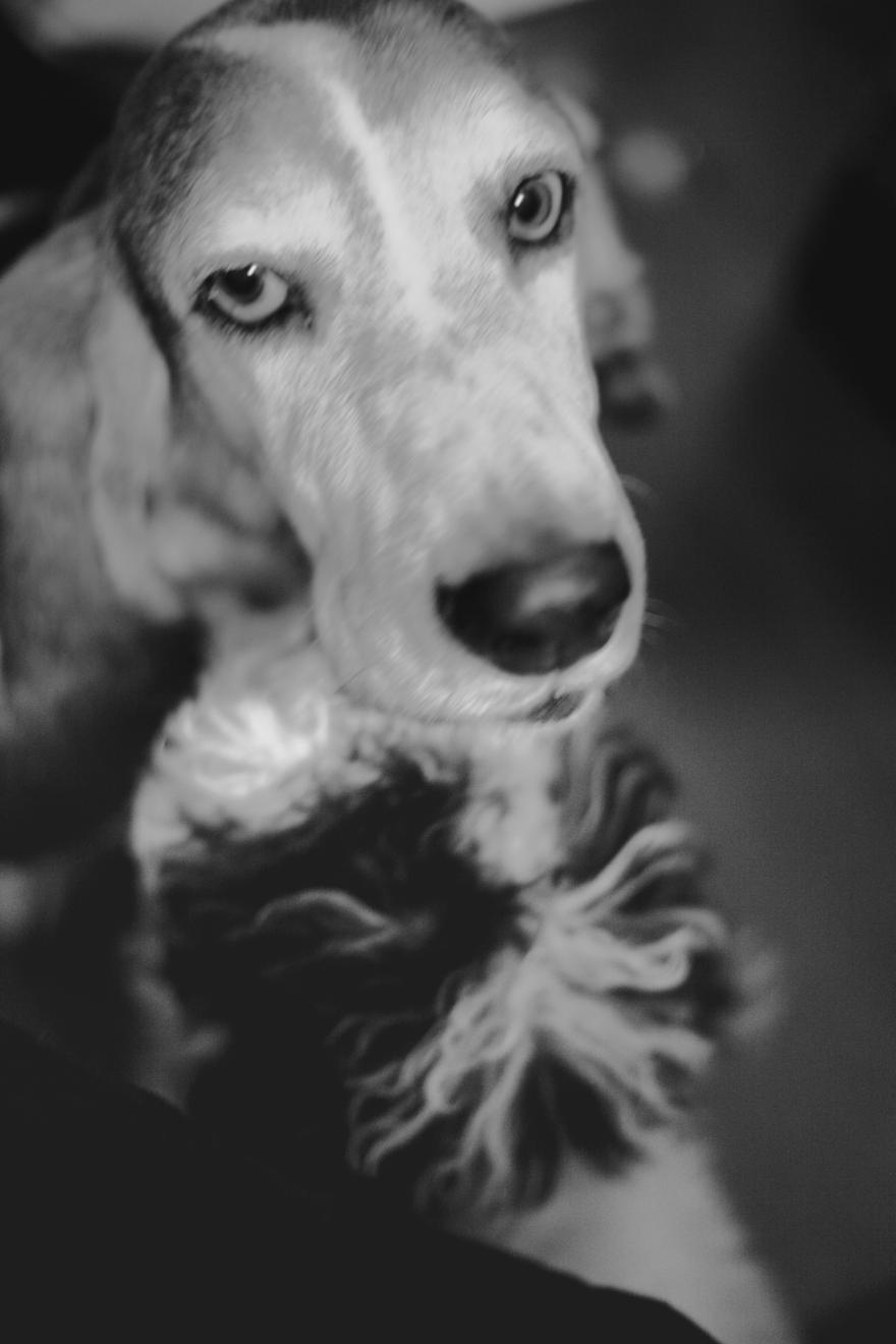 Dog looking up at the camera