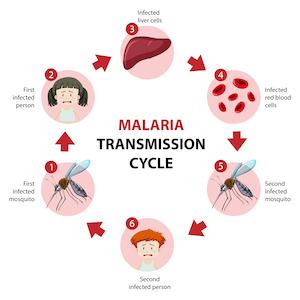 MALARIA TRANSMISSION POSTER SMALL