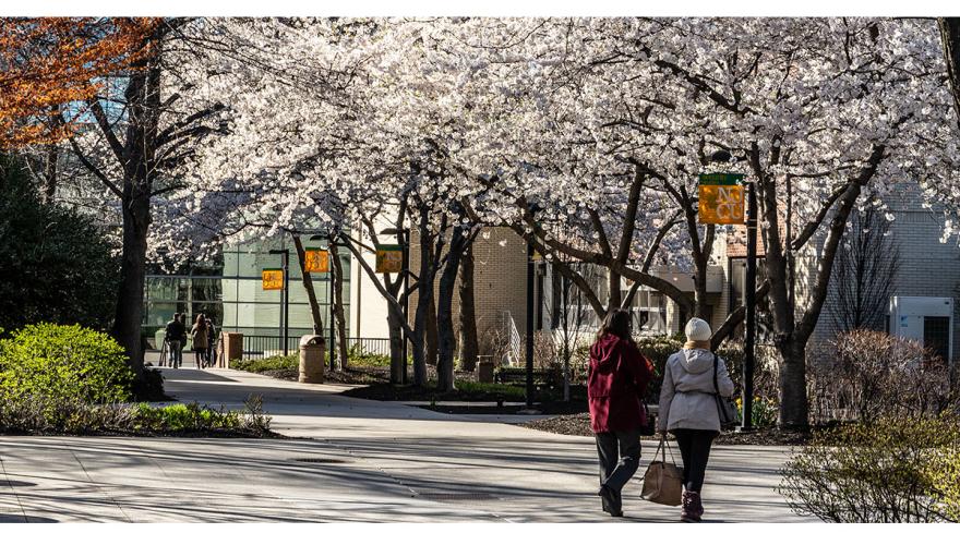 students walking on campus flowering trees