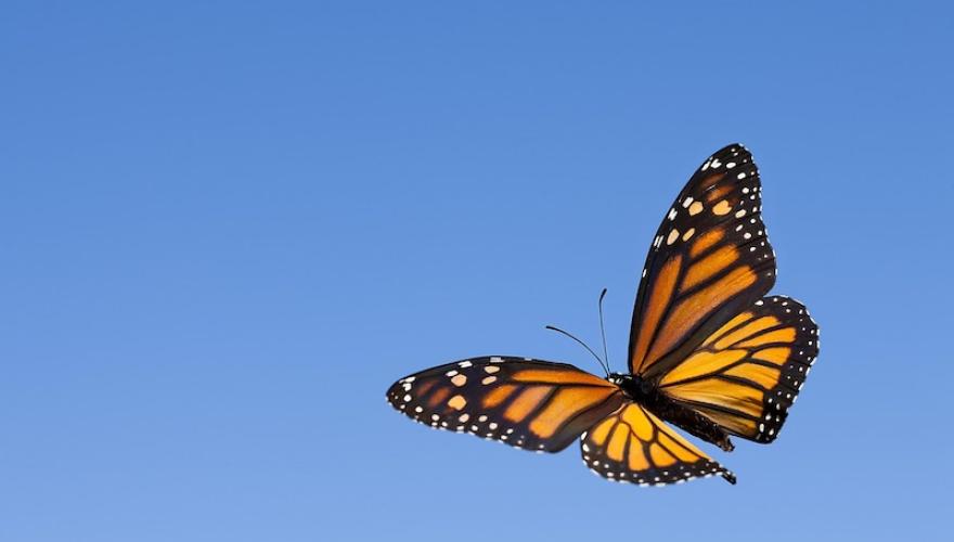 large butterfly in blue sky