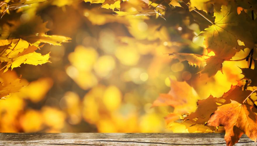 autumn leaves abstract