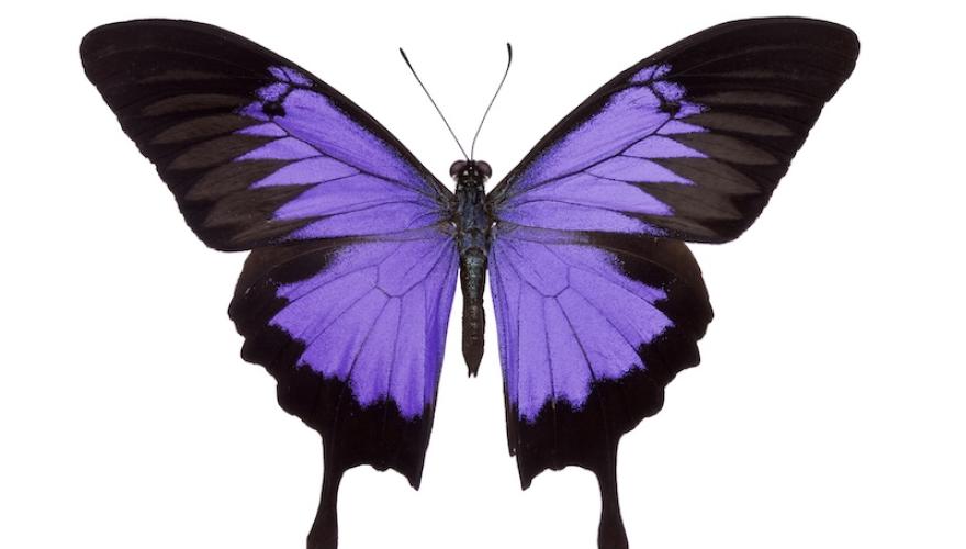 purple butterfly