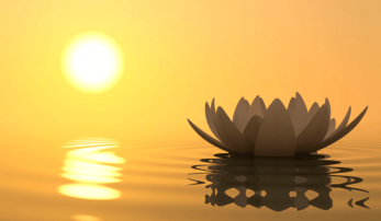 Lotus on water